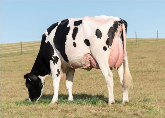 A black and white cow standing in a field.